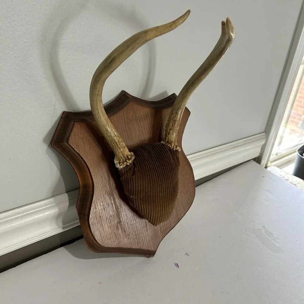 Antler Plaque Mount Taxidermy / Cabin Lodge Man Cave Point Whitetail Deer Real
